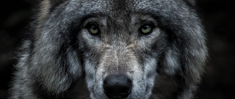 Breaking the Howl: Cara's Rise as the First Female Alpha in the Werewolf Clan